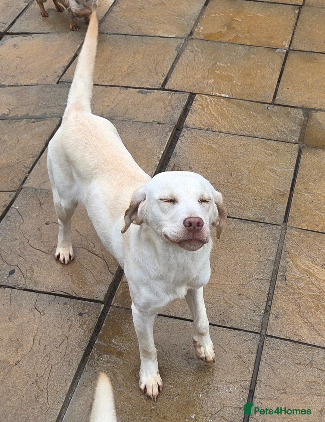 Labrador Retriever dogs for sale: Kc registered champagne labrador bitch - Advert 8