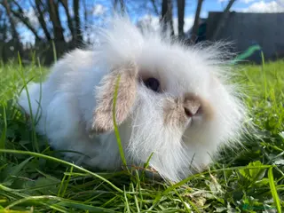 Mini Lion Lop rabbits Single main lion lops - Advert 8