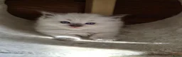 Ragdoll cats for sale: Amazingly Forward Chunky Confident Ragdoll Babies  in Bexhill-on-Sea - Advert 4