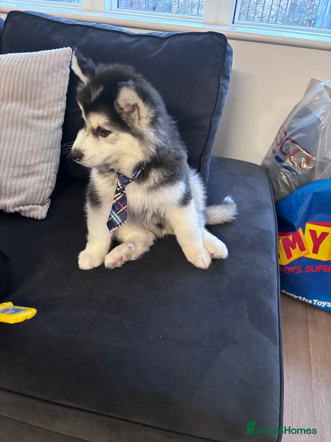 Siberian Husky dogs for sale: Pedigree Siberian husky for sale  - Advert 2