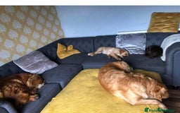 Golden Retriever dogs for sale: **True Gold** Pure Golden Retriever Puppies - Image 25