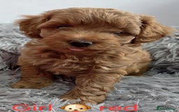 Maltipoo dogs for sale: red toy maltipoos - Image 7