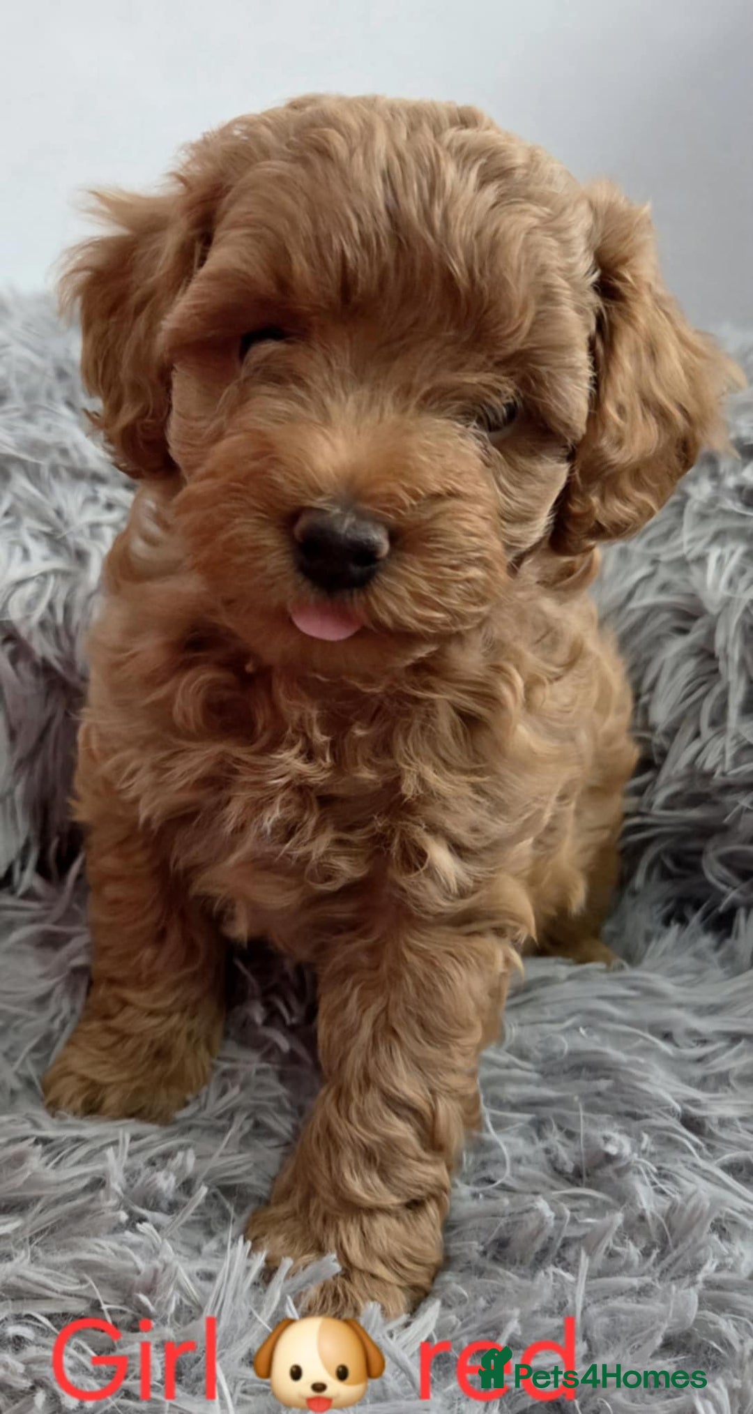Maltipoo dogs for sale: red toy maltipoos - Image 7