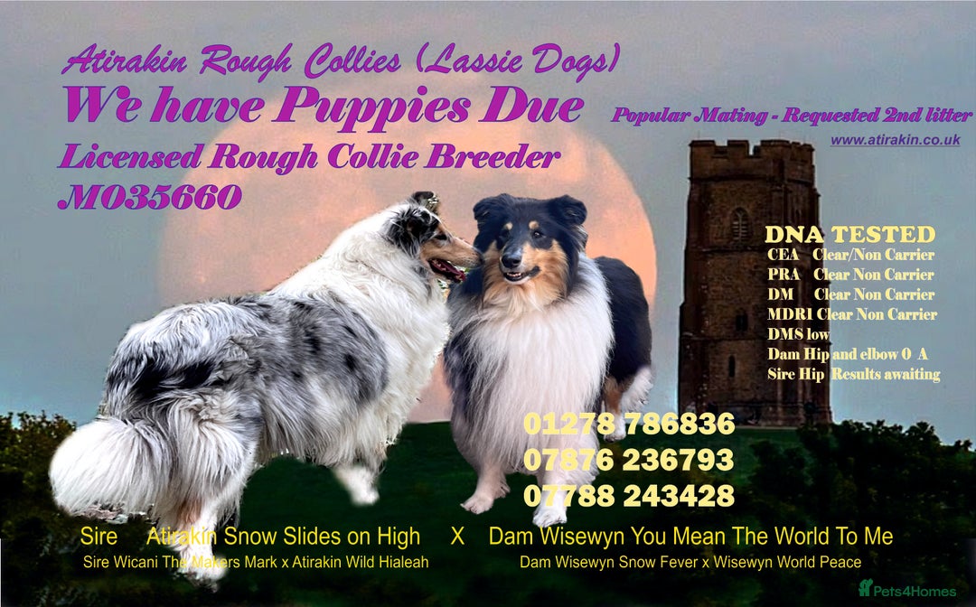 Rough Collie dogs for sale: Clear DNA non-carriers Tricolour & Blue Merle in Burnham-on-Sea - Image 1