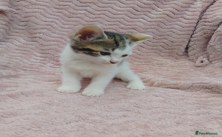 Mixed Breed cats - Advert 10