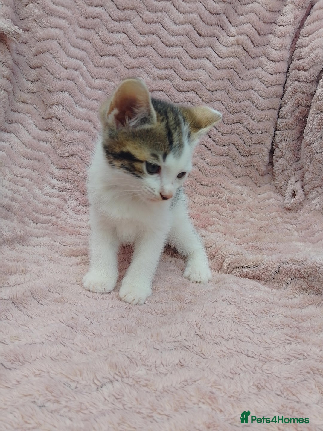 Mixed Breed cats for sale: 3 adorable mixed kittens - Image 1