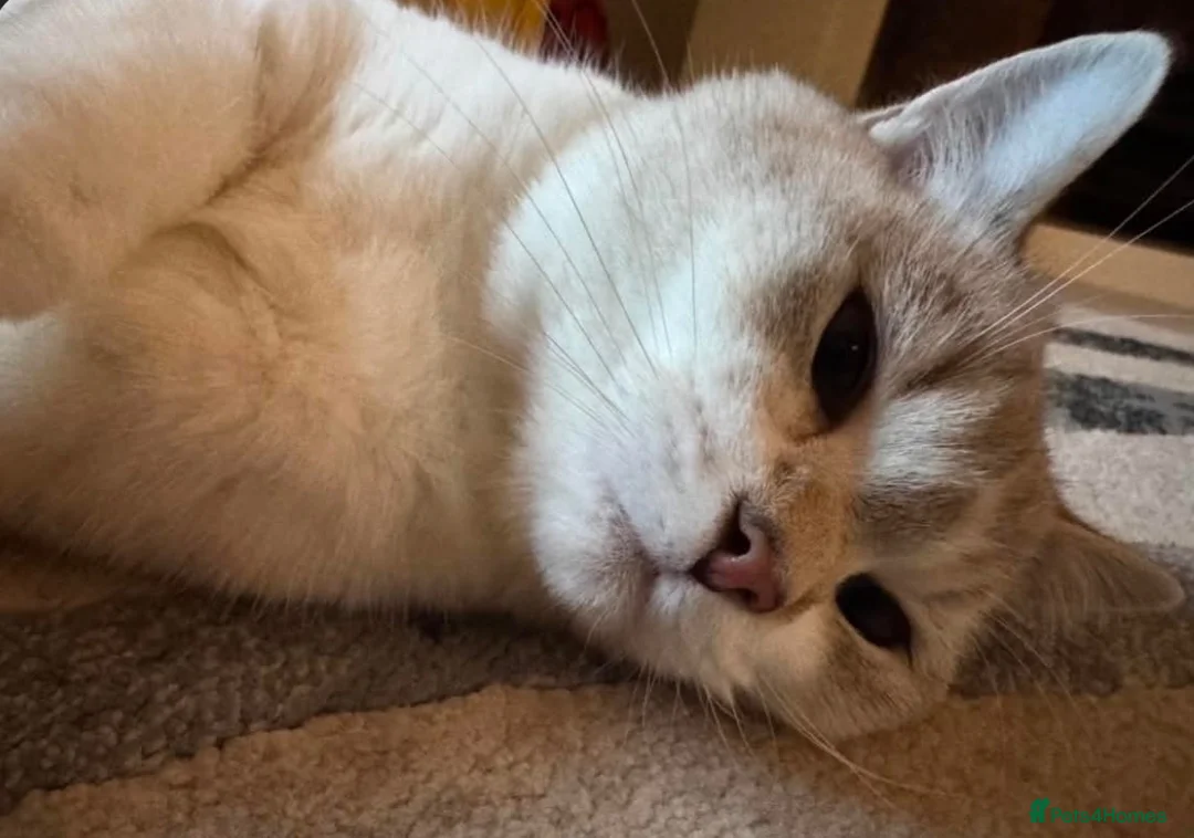 British Shorthair cats for sale: Scottish fold for rehoming  - Advert 2