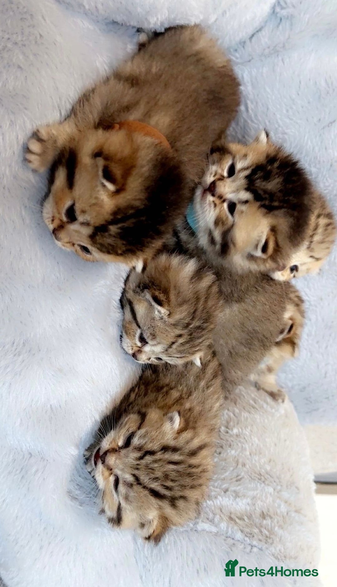 British Shorthair cats for sale: Ready to reserve  pedigree gold black shade bsh   - Image 5
