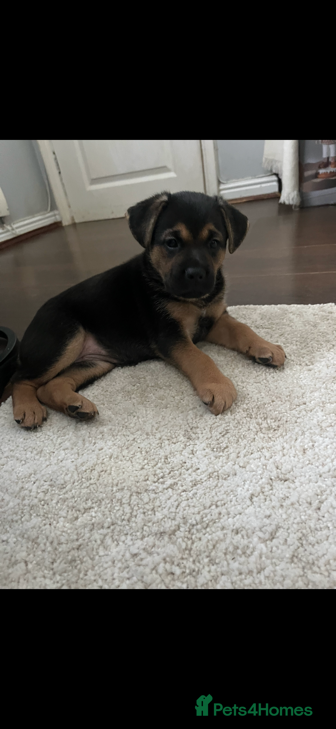 German Shepherd dogs 2 german shepherd puppies  - Advert 1