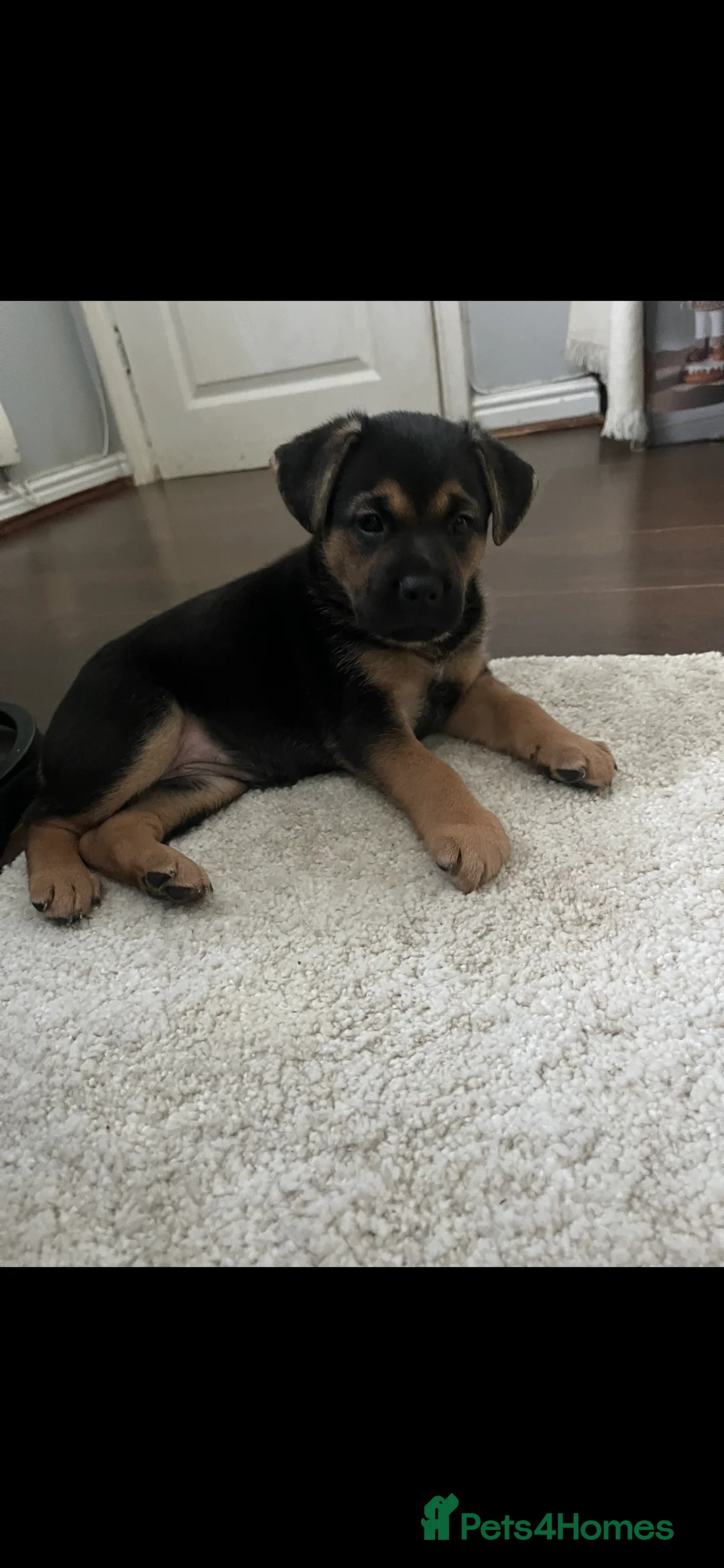 German Shepherd dogs for sale: german shepherd puppies  - Advert 1