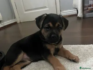 German Shepherd dogs german shepherd puppies - Advert 5