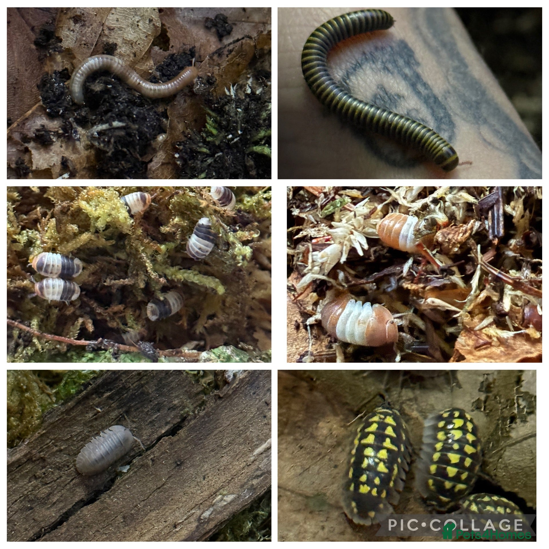 Isopods invertebrates Isopods and millipedes for sale - Advert 7