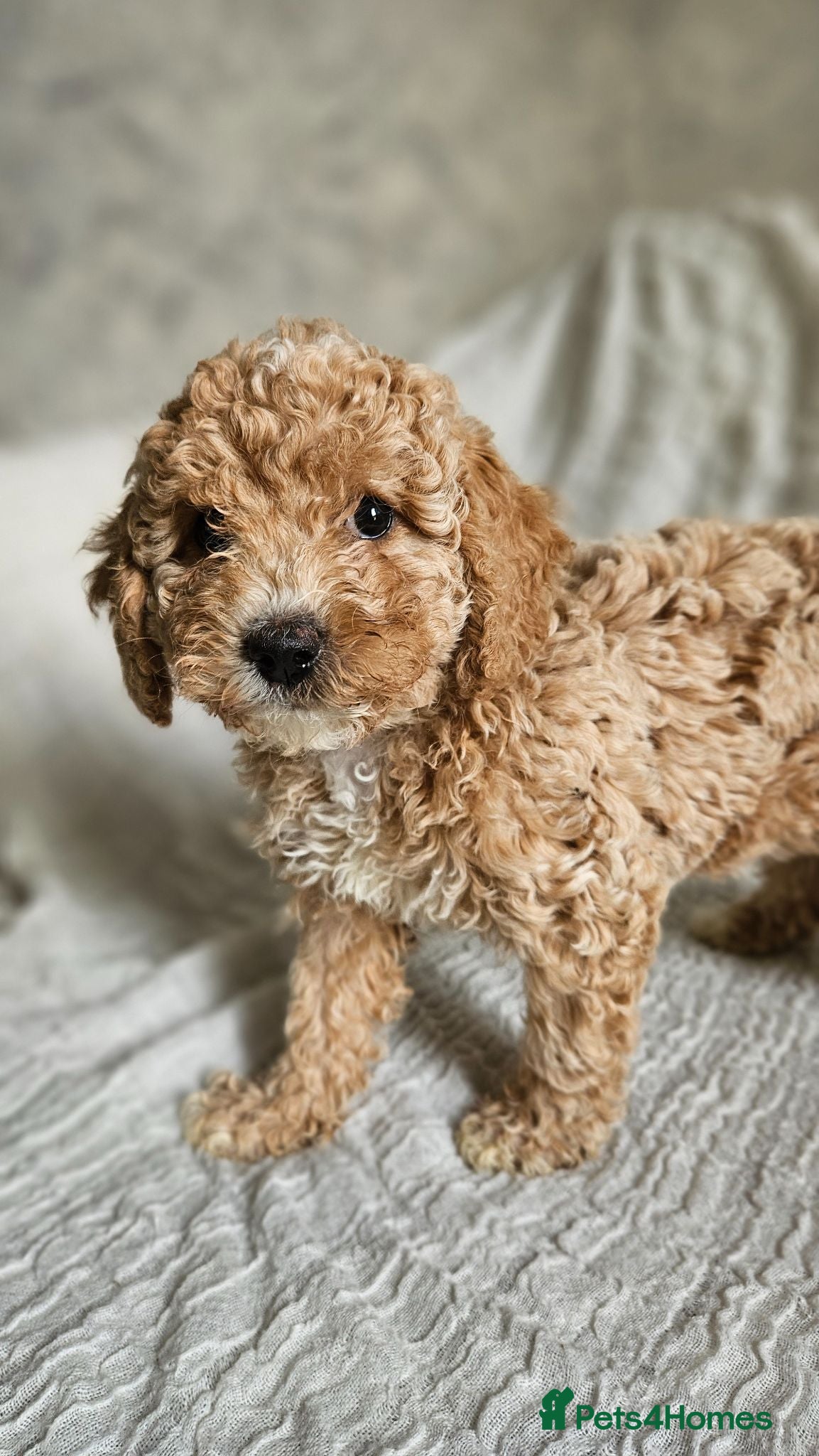 Mini Goldendoodle dogs Ready Now ~ Small Toy Goldendoodle Puppies ✨ - Advert 2
