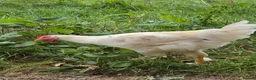 Chickens poultry for sale: Young Cockerel (Golden Brahma x White Leghorn) - Advert 3