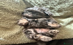 Shih Tzu dogs for sale: Gorgeous kc imperial Shih Tzu boy available  - Image 3