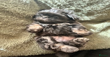 Shih Tzu dogs - Advert 6
