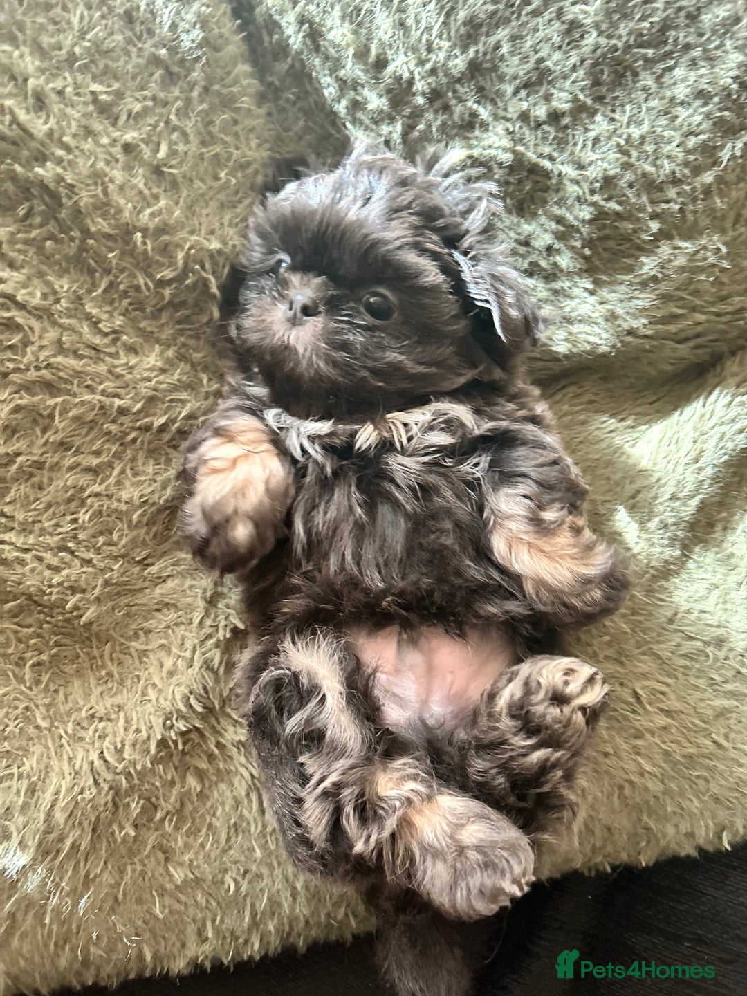 Shih Tzu dogs for sale: Gorgeous kc imperial Shih Tzu boy available  - Image 3