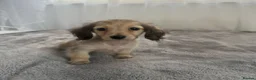 Miniature Dachshund dogs for sale: Beautiful long coat puppies ready now - Advert 17