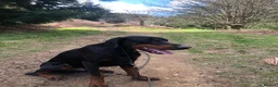Dobermann dogs for sale: DOBERMAN PUPS CHAMPION BLOODLINES FULLY HEALTH   - Advert 13