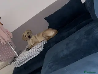 Golden Retriever dogs 6 month old golden retriever 1 boy - Advert 4