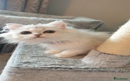 Persian cats for sale: 🌟2 Beautiful Pedigree Chinchilla Persian Kitten🌟 - Image 8