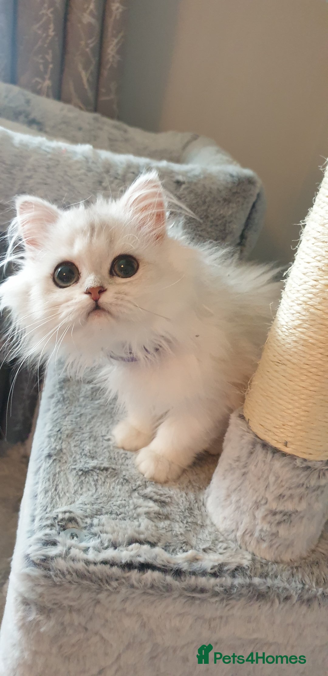 Persian cats for sale: 🌟2 Beautiful Pedigree Chinchilla Persian Kitten🌟 - Image 8