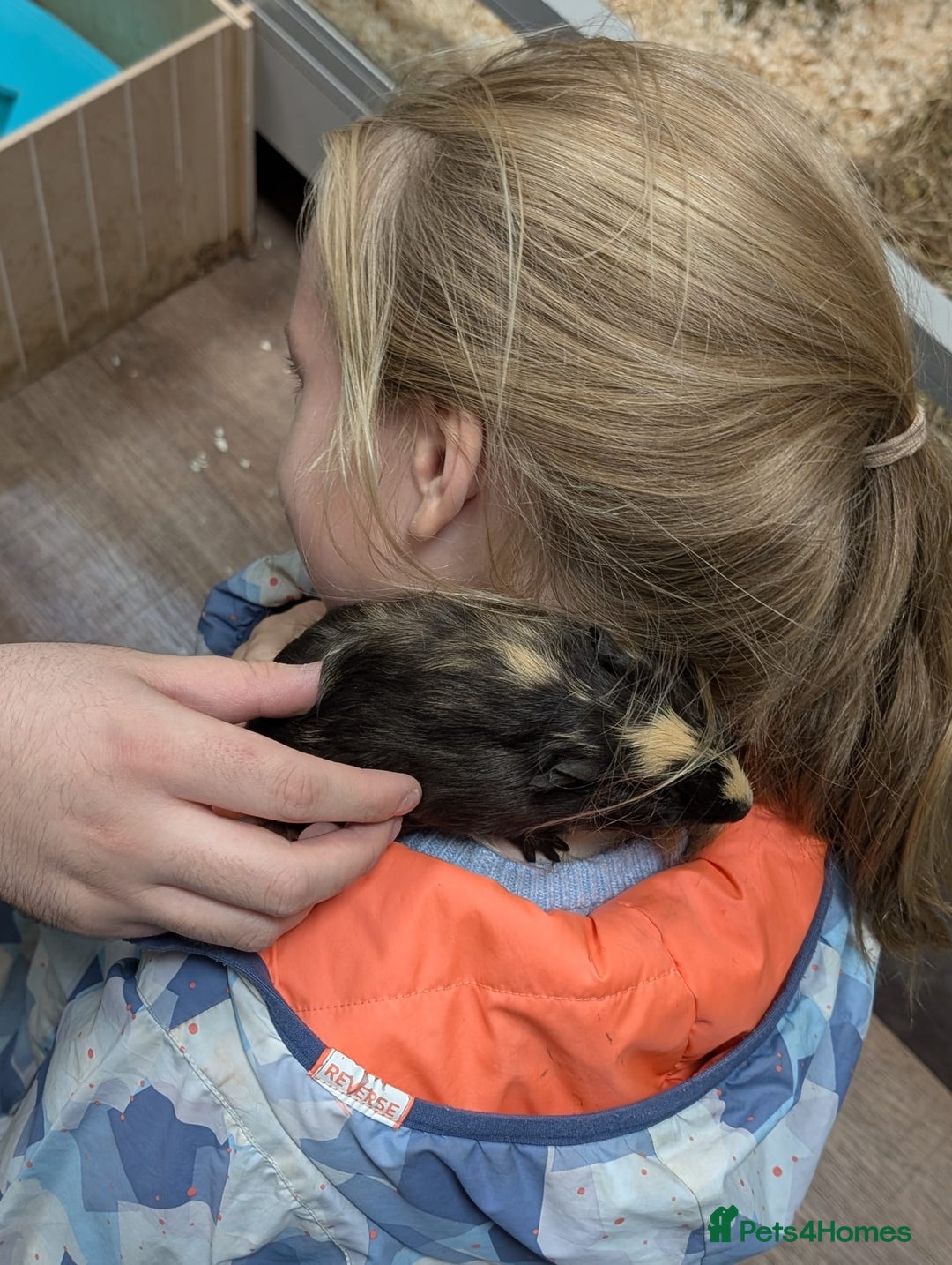 Tan rabbits for sale: Beautiful baby GUINEA PIGS - Image 18