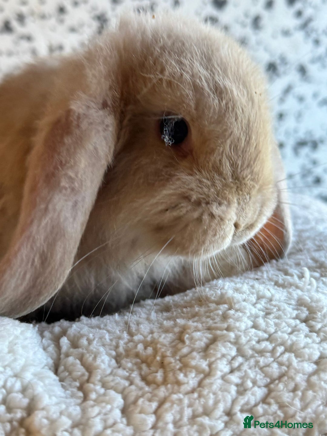 French Lop rabbits for sale: Purebred French Lop baby rabbits for sale  - Advert 11