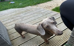 Dachshund dogs for sale: Reggie  - Image 2
