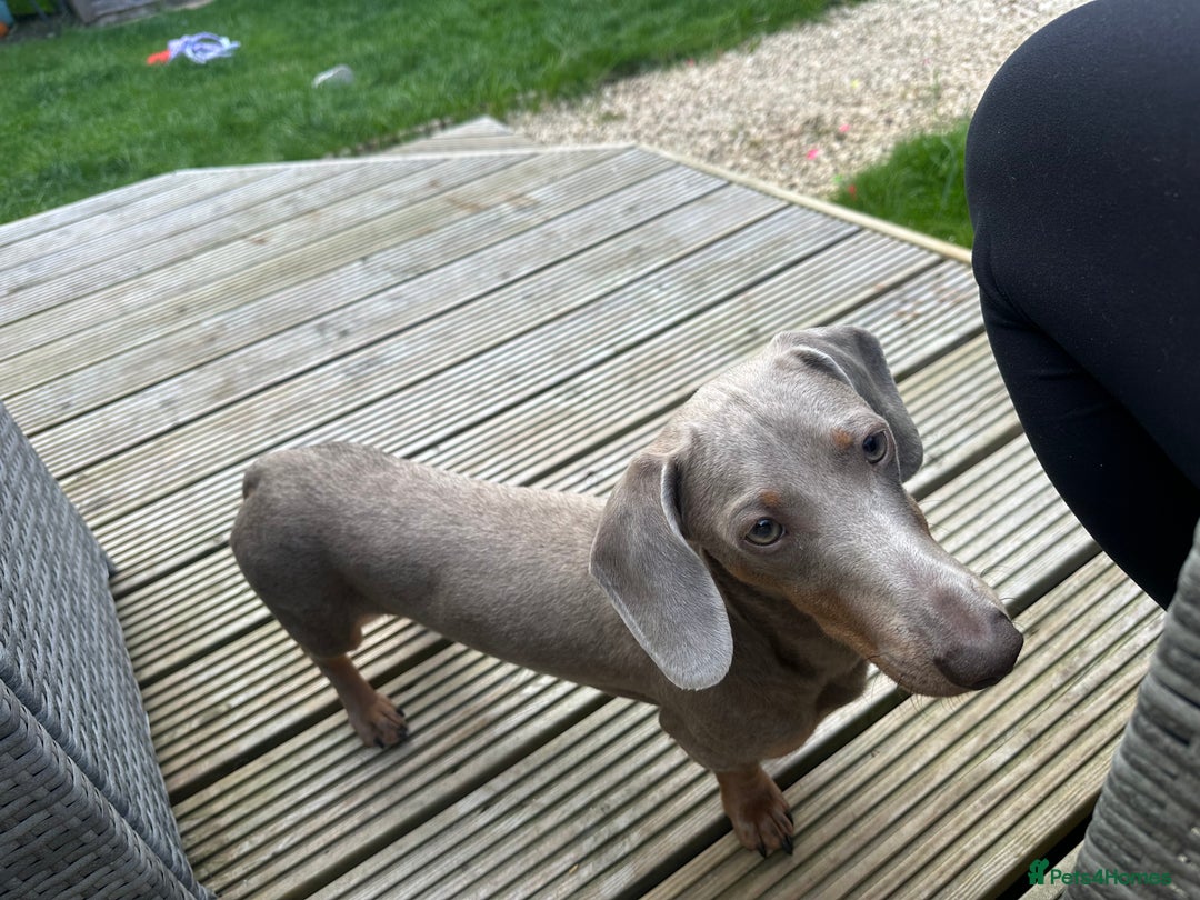 Dachshund dogs for sale: Reggie  - Image 2