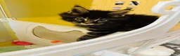 Maine Coon cats for sale: Stunning litter of pure bred Maine Coon kittens - Advert 20