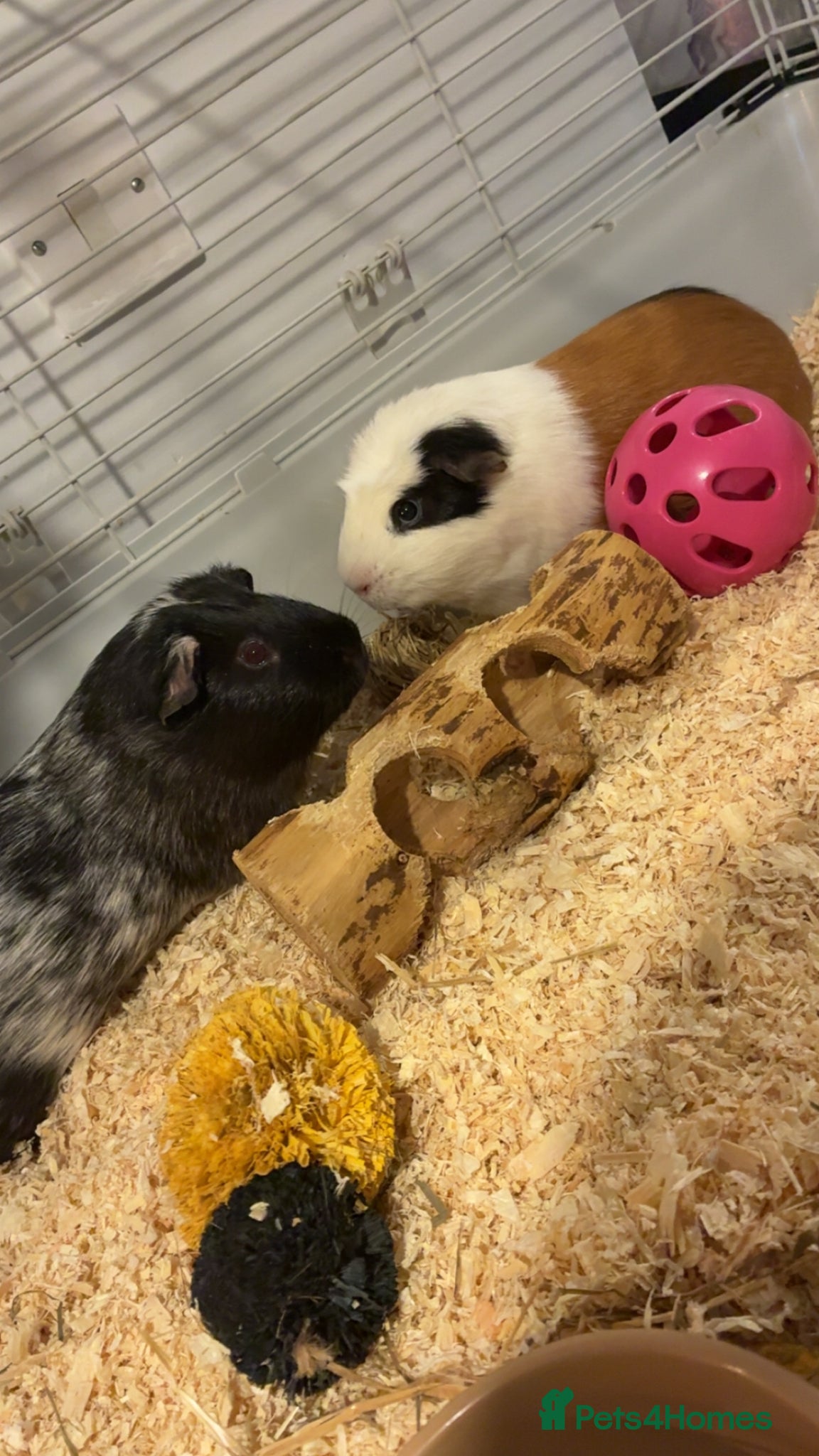 Guinea Pig rodents Guinea pigs and set up  - Advert 1