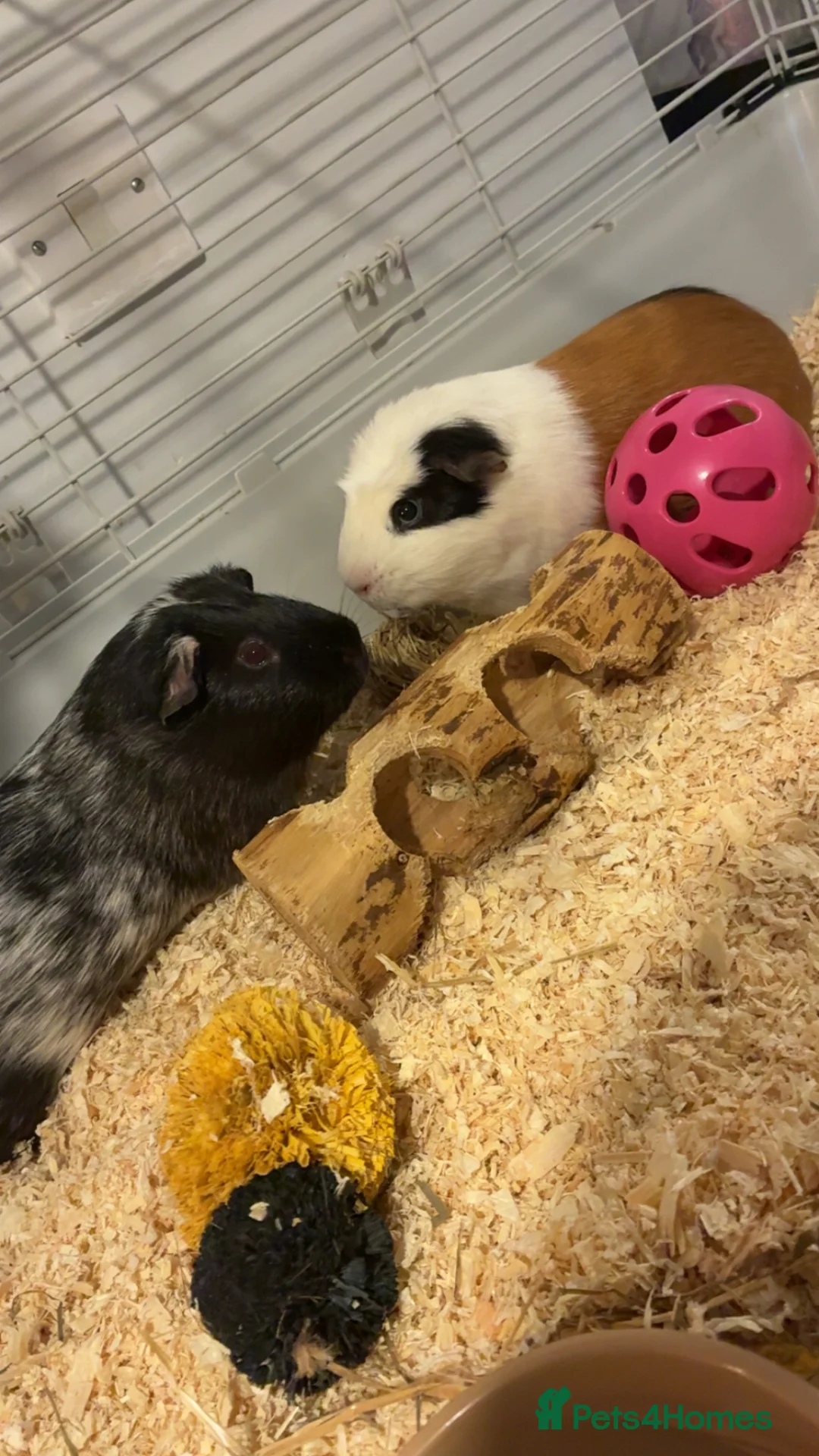 Guinea Pig rodents for sale: Guinea pigs and set up  - Advert 1