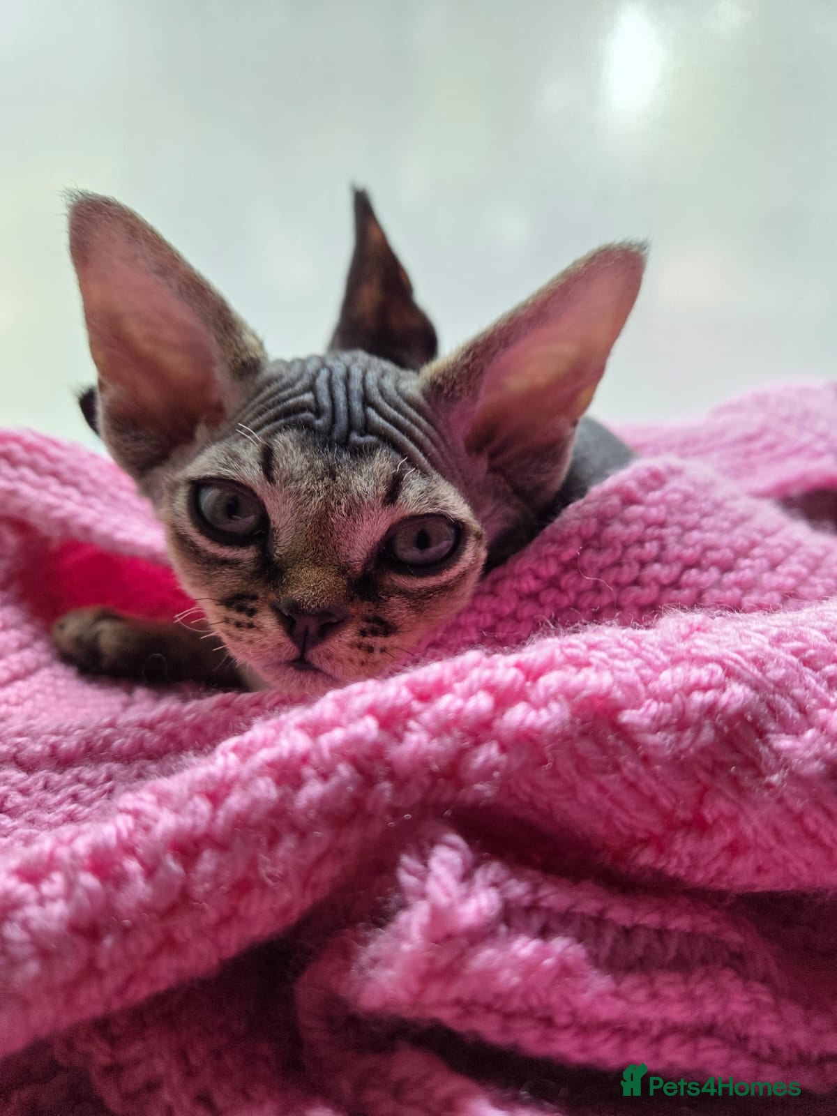 Devon Rex cats Beautiful Devon Rex Kittens 💛 - Advert 2