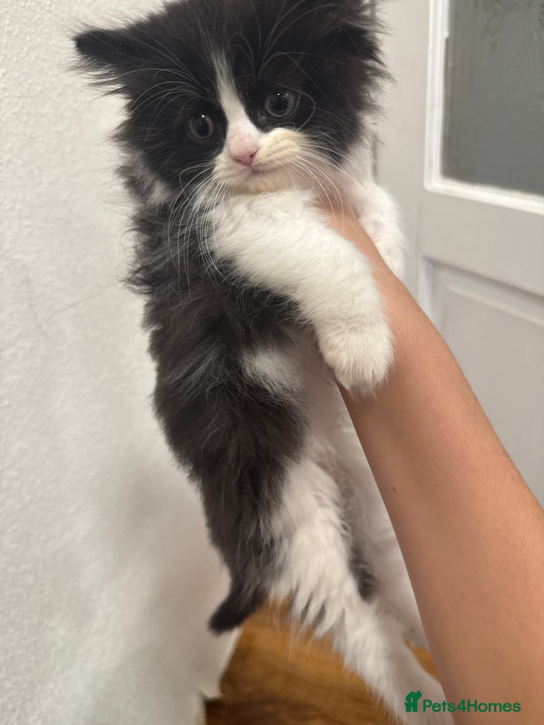 Persian cats for sale: Adorable kitten persian x tuexdo  - Advert 2