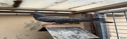 Pigeons birds for sale: Stock racing pigeon few left - Advert 7