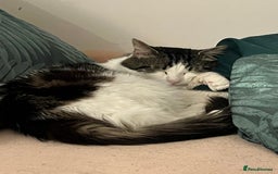 British Longhair cats for sale: New home for little Pasha! - Image 3