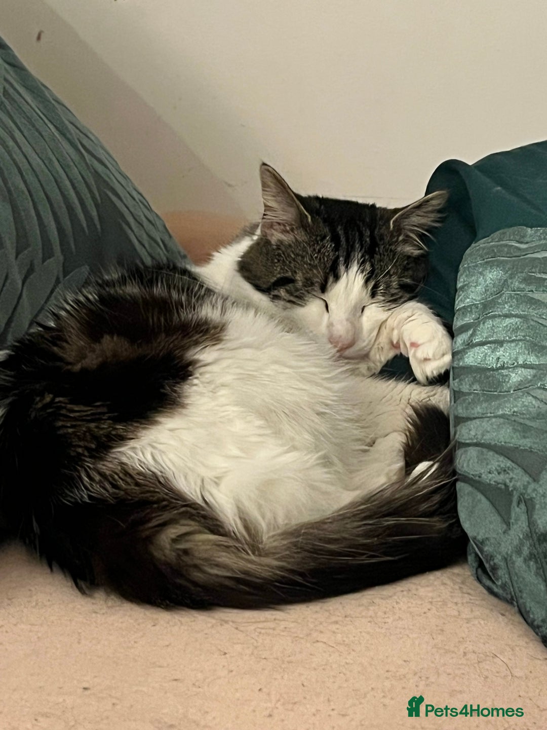 British Longhair cats for sale: New home for little Pasha! - Image 3