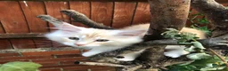 Maine Coon cats for sale: Stunning Maine Coon kittens ready for a new home. - Advert 4