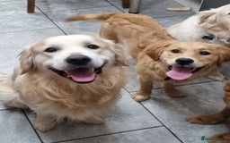 Golden Retriever dogs for stud: Proven KC Golden Stud - Image 8