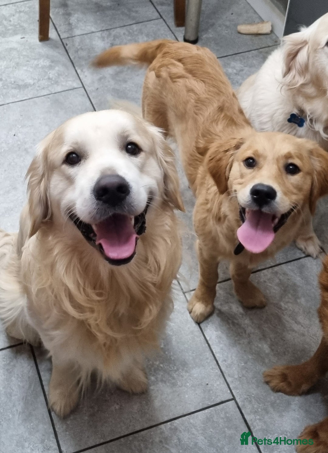 Golden Retriever dogs for stud: Proven KC Golden Stud - Image 8
