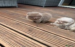 Pomeranian dogs for sale: Super Quite teddy bear Pomeranians puppy’s  - Image 8