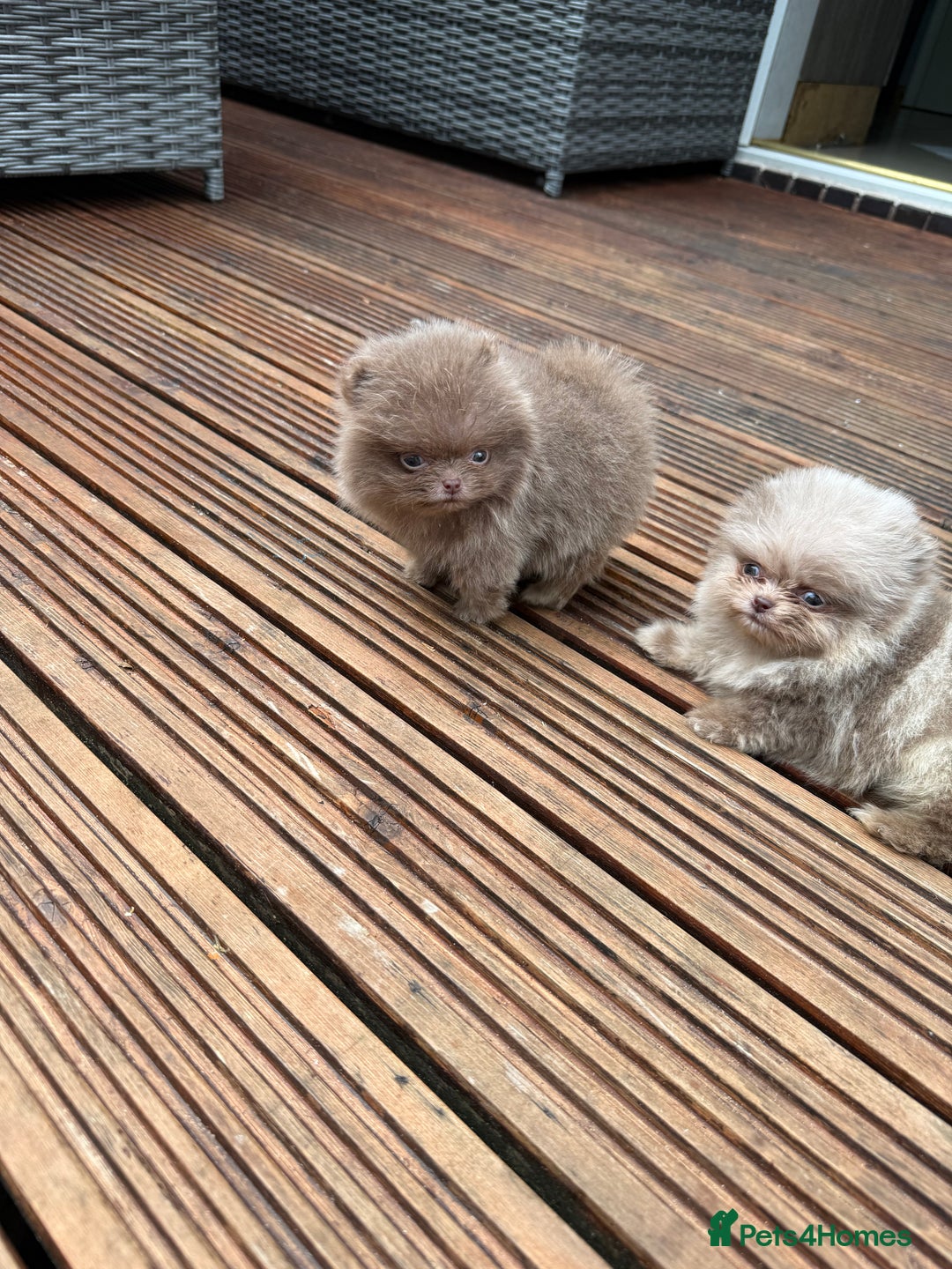 Pomeranian dogs for sale: Super Quite teddy bear Pomeranians puppy’s  - Image 8