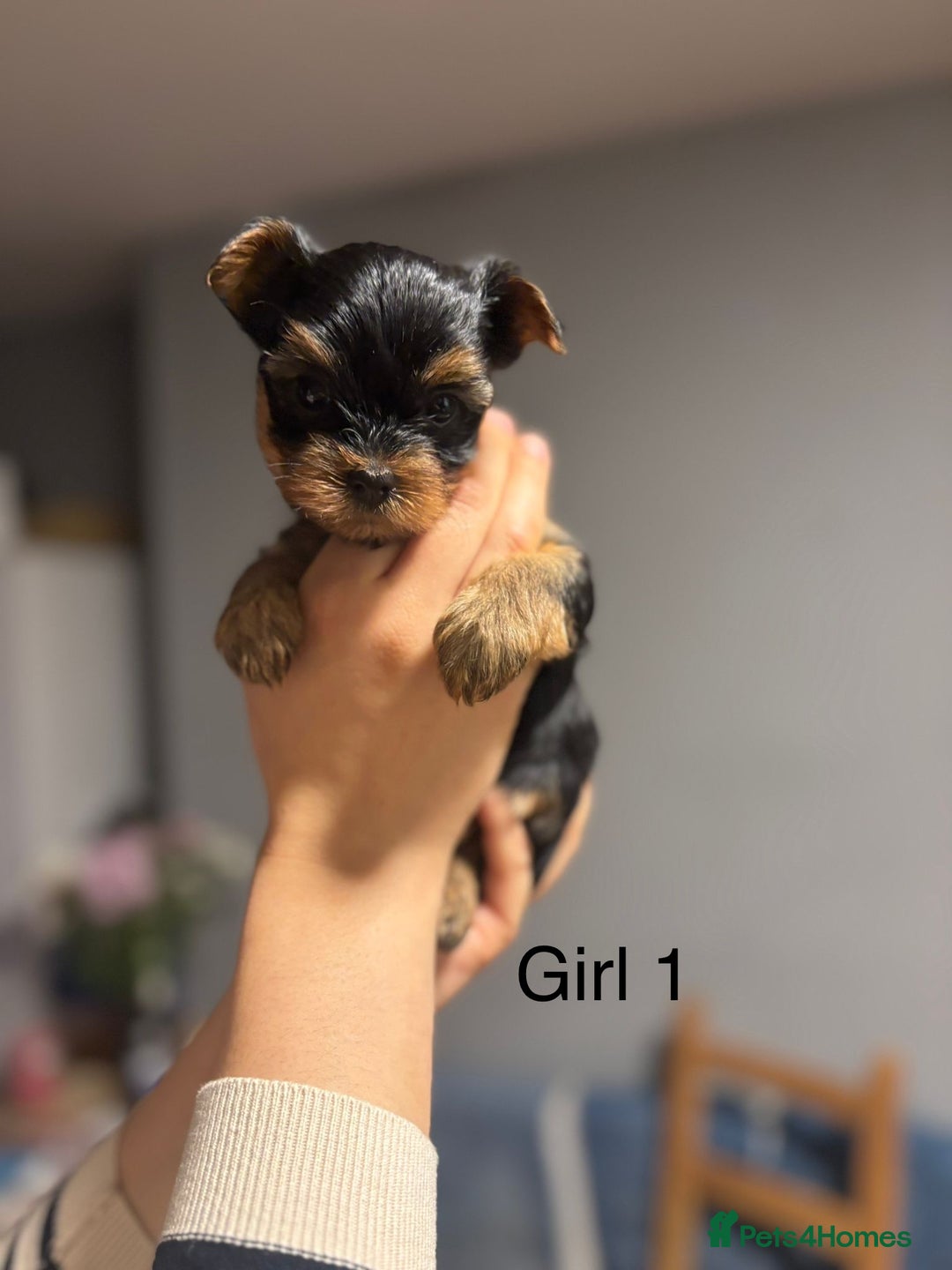 Yorkshire Terrier dogs for sale: Mini Yorkshire Terries  - Image 3