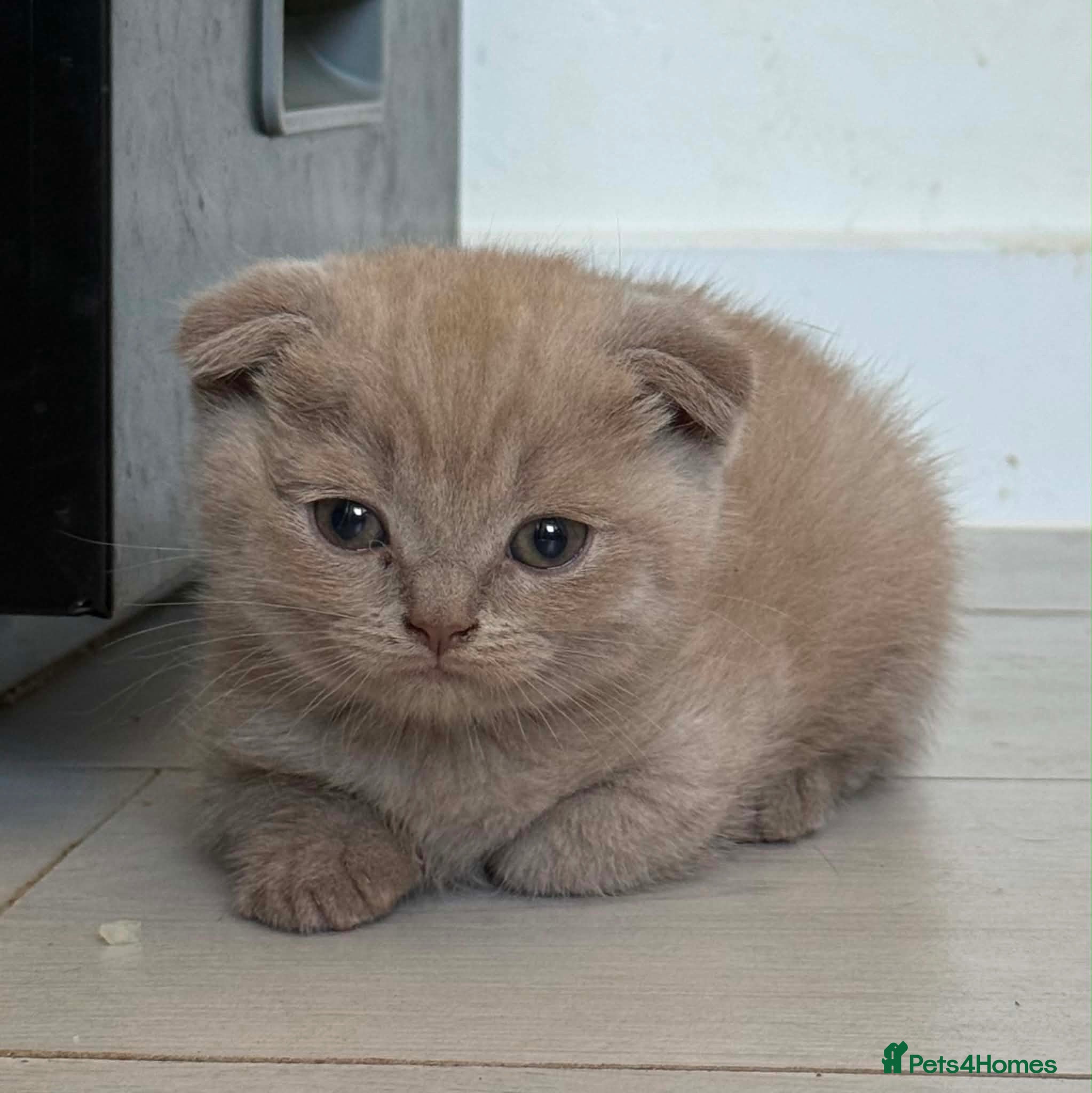 Scottish Fold cats Stunning Scottish fold - Advert 1