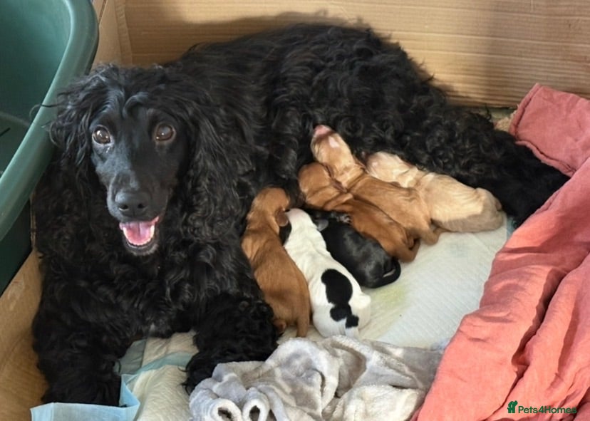 Cocker Spaniel dogs Beautiful Cocker Spaniel Puppies - Advert 6