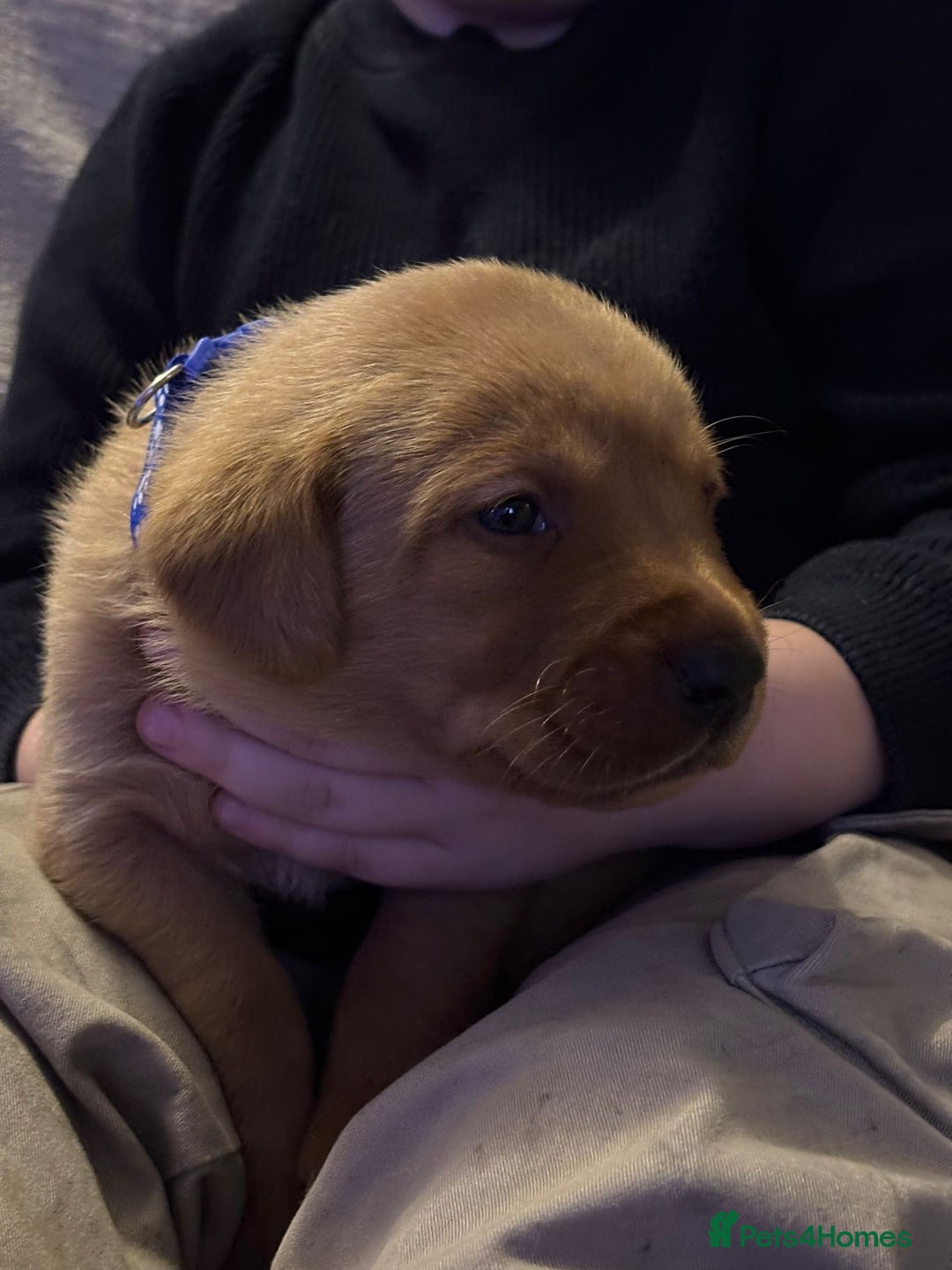 Labrador Retriever dogs for sale: KENNEL CLUB REGISTERED LABRADOR PUPPIES  - Advert 10