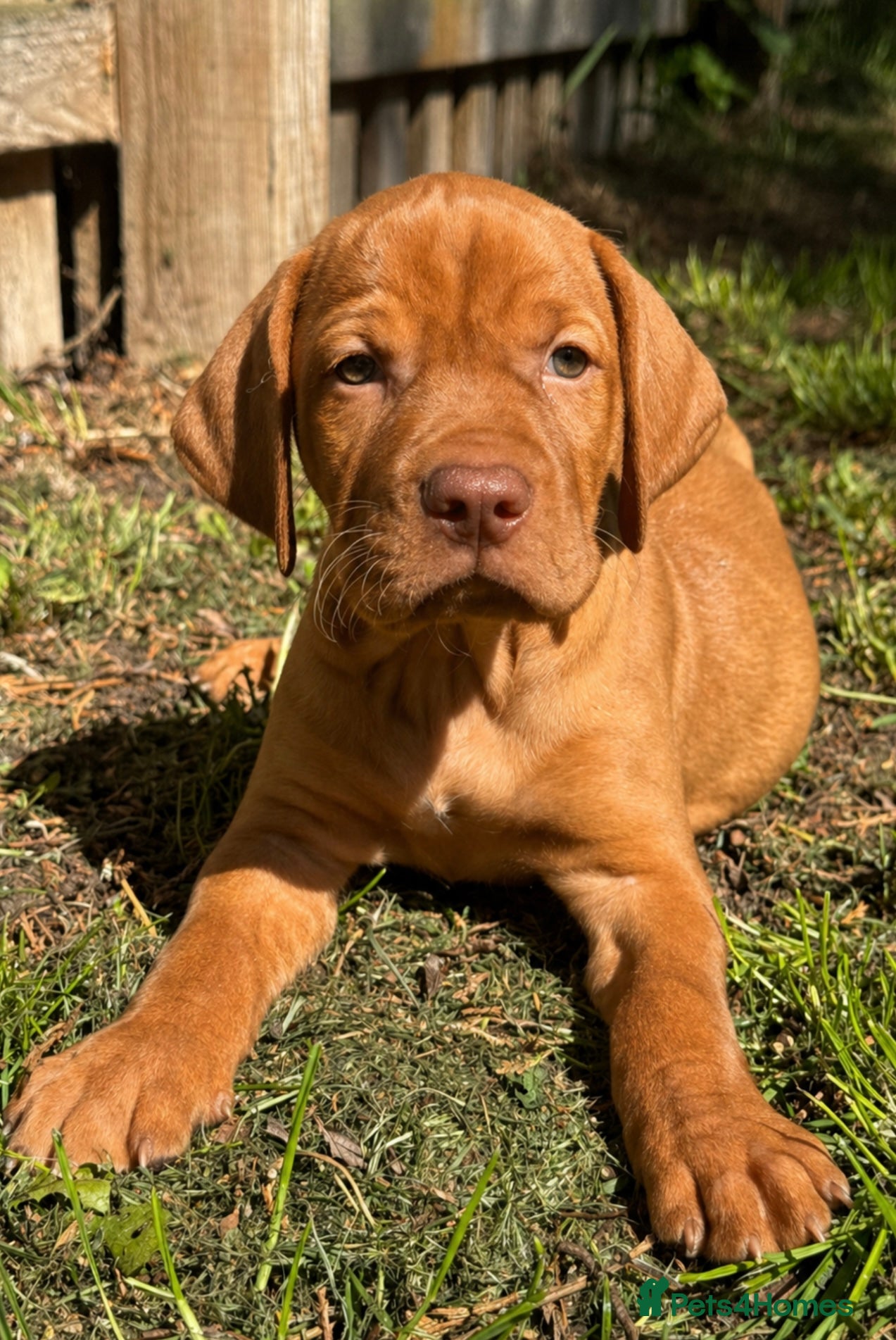 Hungarian Vizsla dogs BEAUTIFUL KC REGISTERED VIZSLA LITTER  - Advert 1