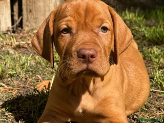 Hungarian Vizsla dogs BEAUTIFUL KC REGISTERED VIZSLA LITTER - Advert 1