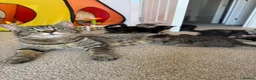 Mixed Breed cats for sale: Main coon X kittens  - Advert 1
